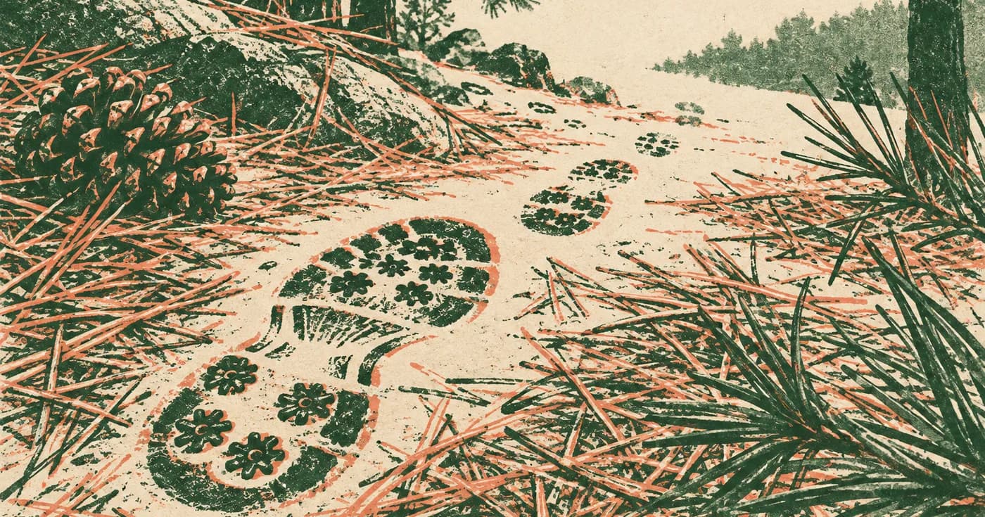 a golf shoe print becoming a trail through pine needles
