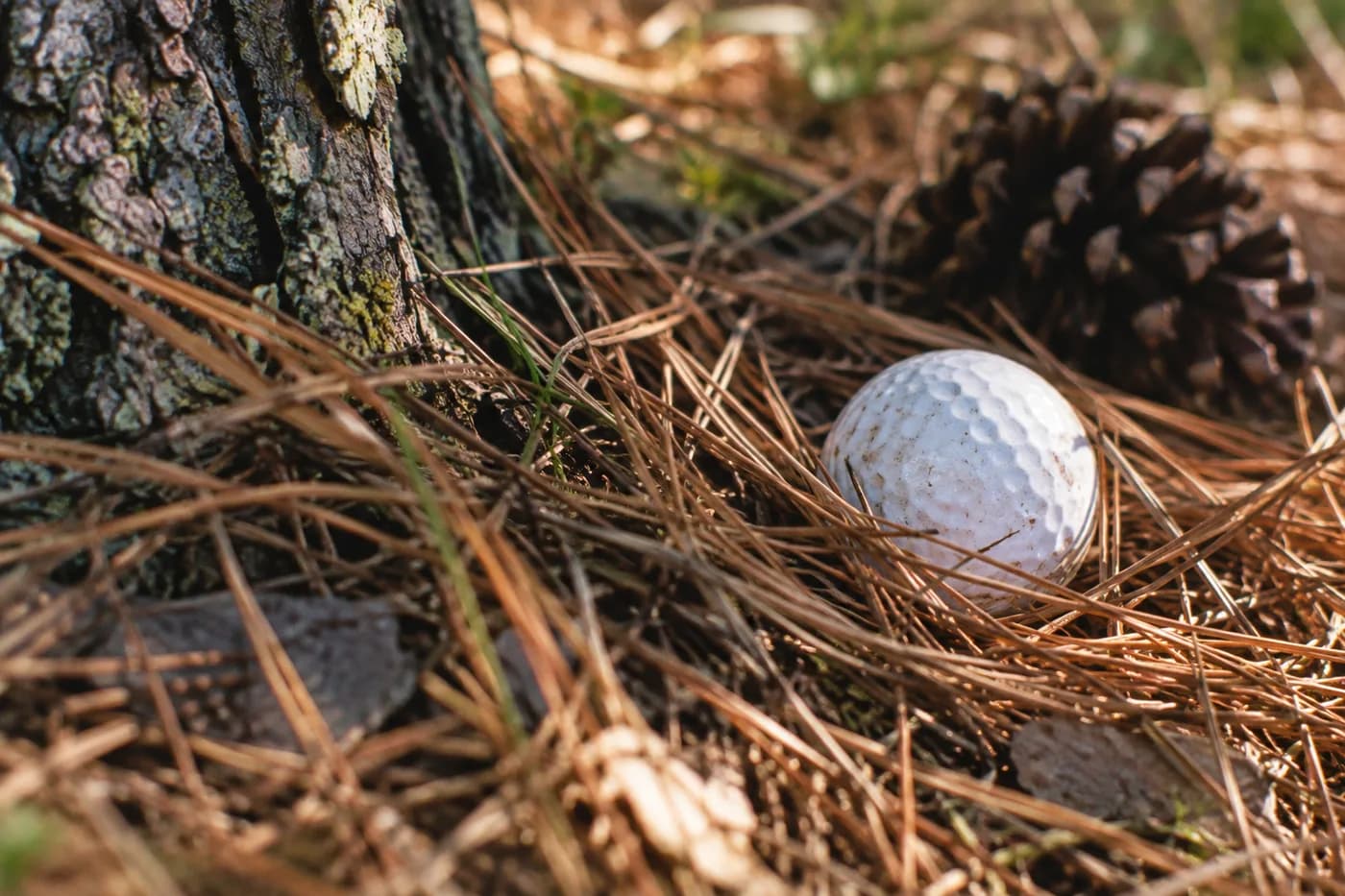 a textured golf ball half nestled among pine needles